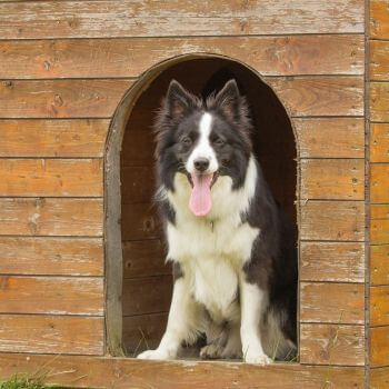 a border collie dog in house