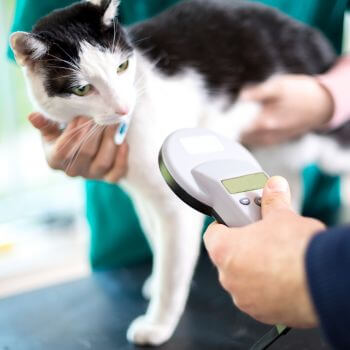 a cat checked for microchip