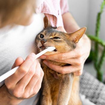 A person is getting a cat properly brushed