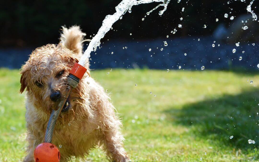 a dog play with water gun