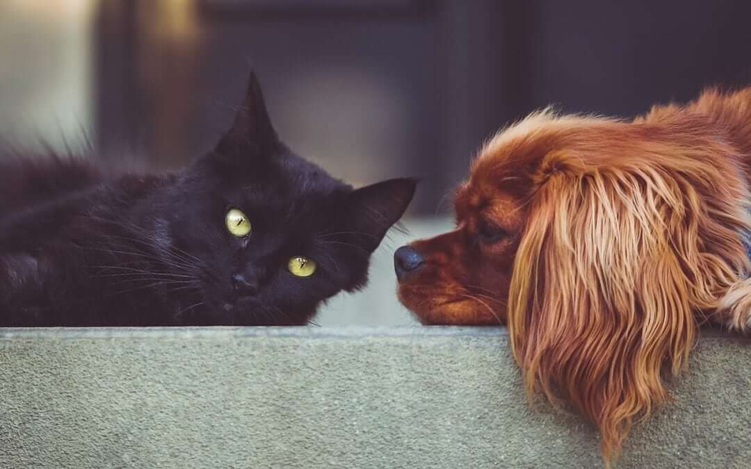 A dog and cat sleep on a floor