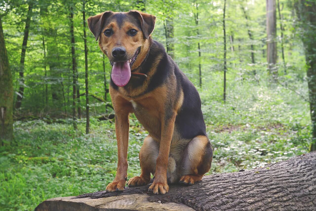 a dog sitting on a wood