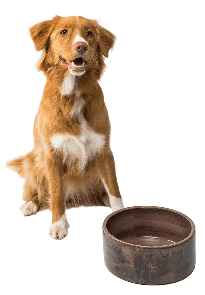 brown dog with bowl
