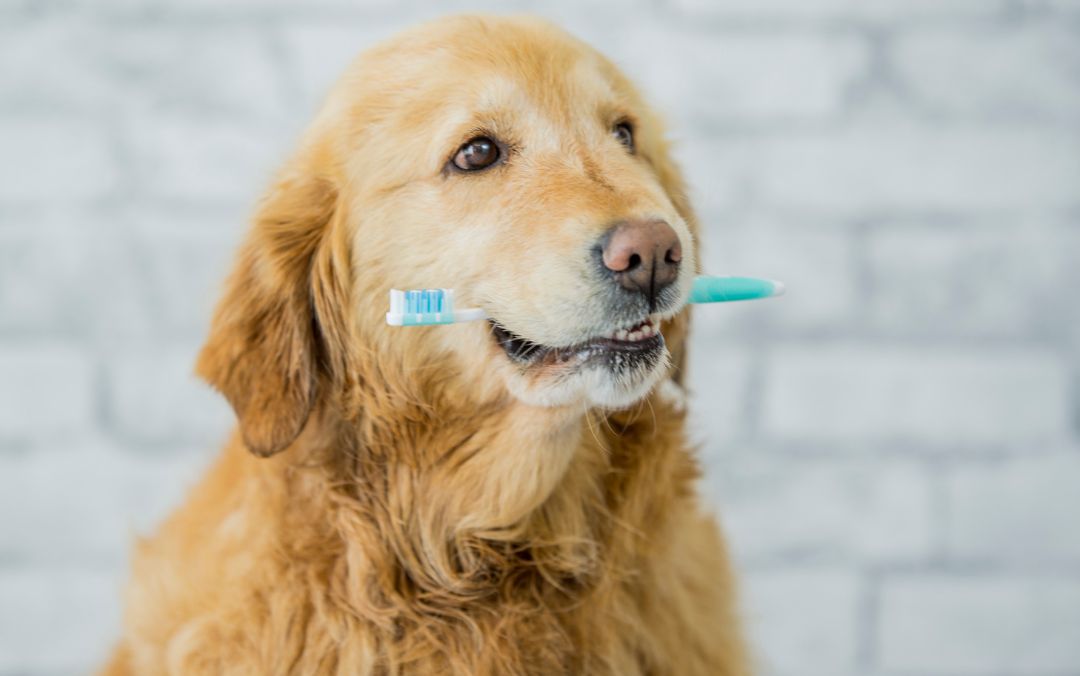 a dog mouth in tooth brush