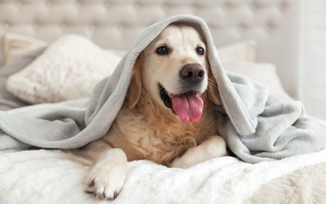 a dog with blanket