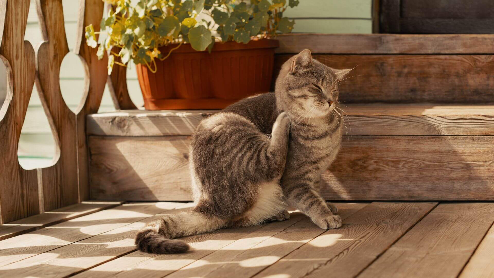 A cat is sitting and scratching on the wooden floor