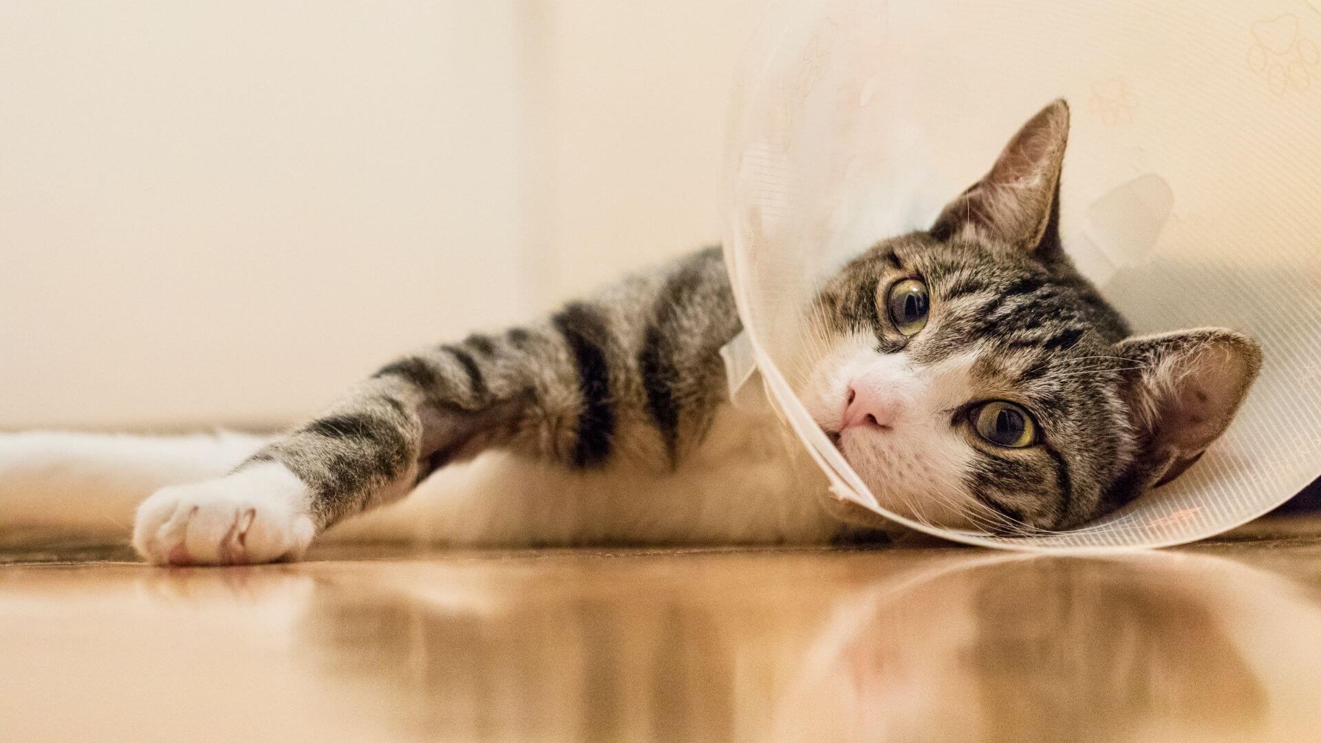 A cat lying on the floor with a cone on its head