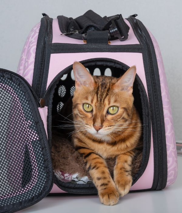 A cat sitting inside a pink and black pet carrier