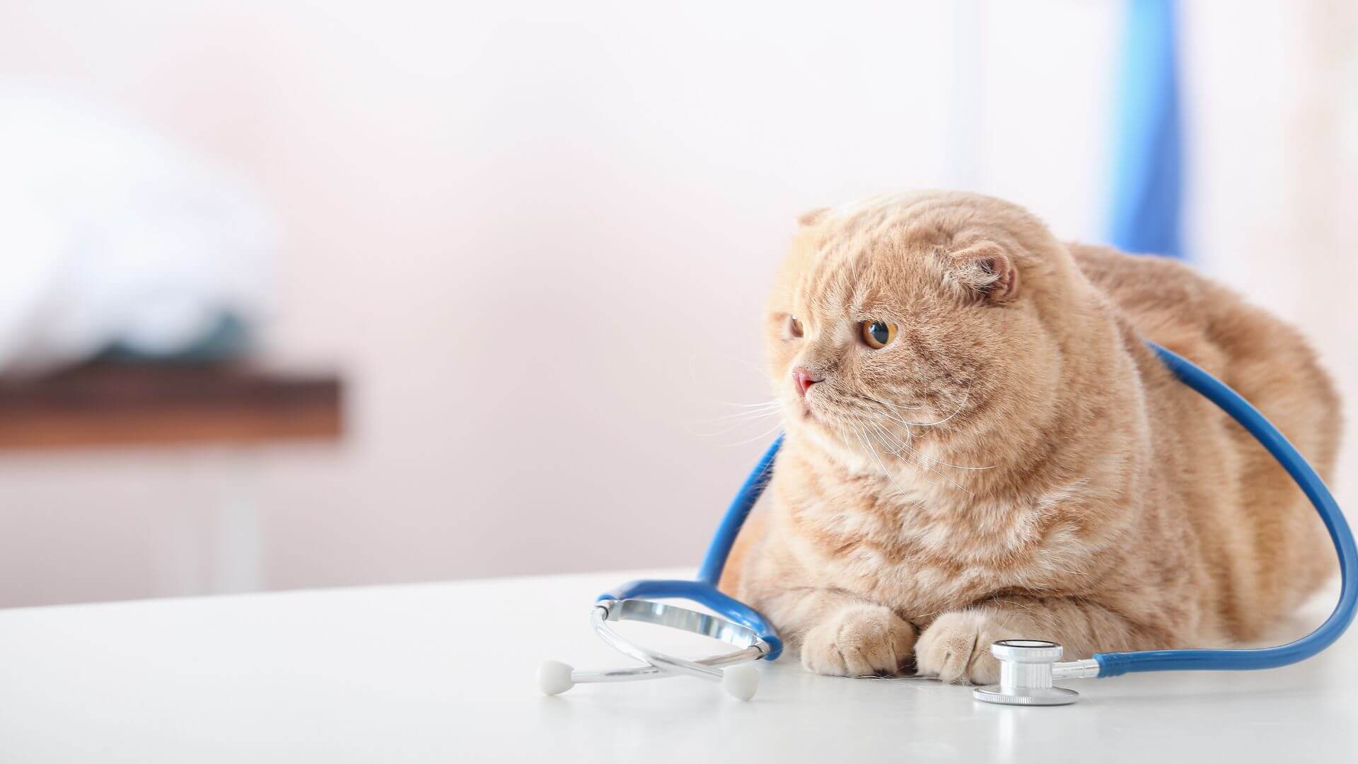 A cat with a stethoscope lying on a table
