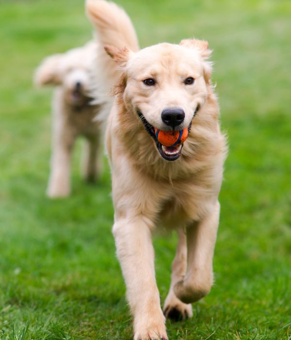 A dog joyfully running with a ball in its mouth