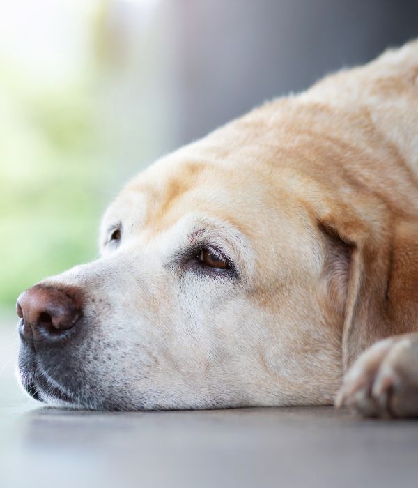 A dog lying on the floor with its head resting on the ground