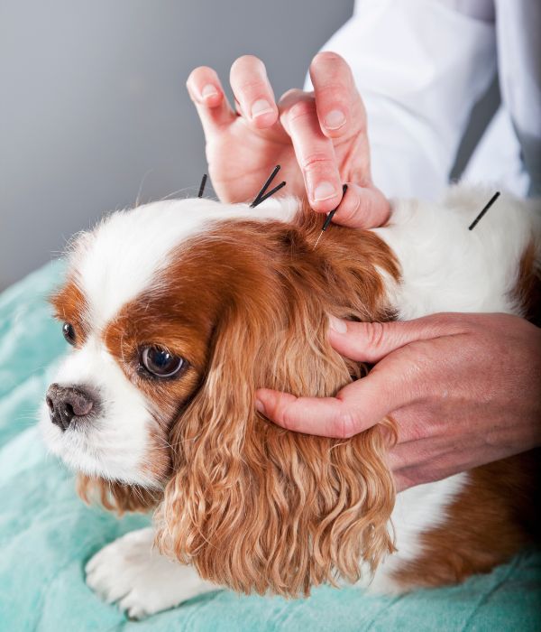 A dog receiving acupuncture treatment