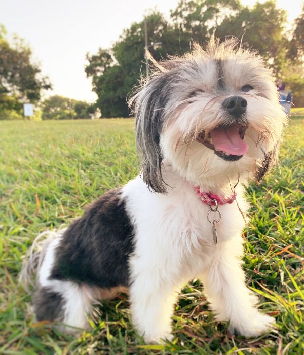 A dog sitting in the grass with its mouth open