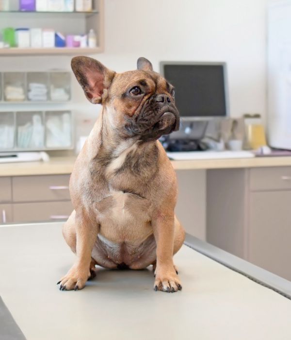 A dog sitting on a table in a veterinary clinic