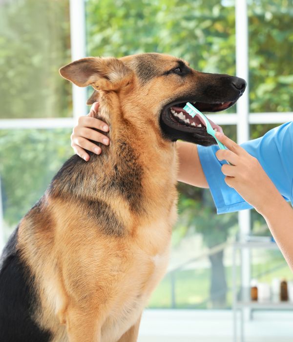 A person carefully brushes a dog's teeth