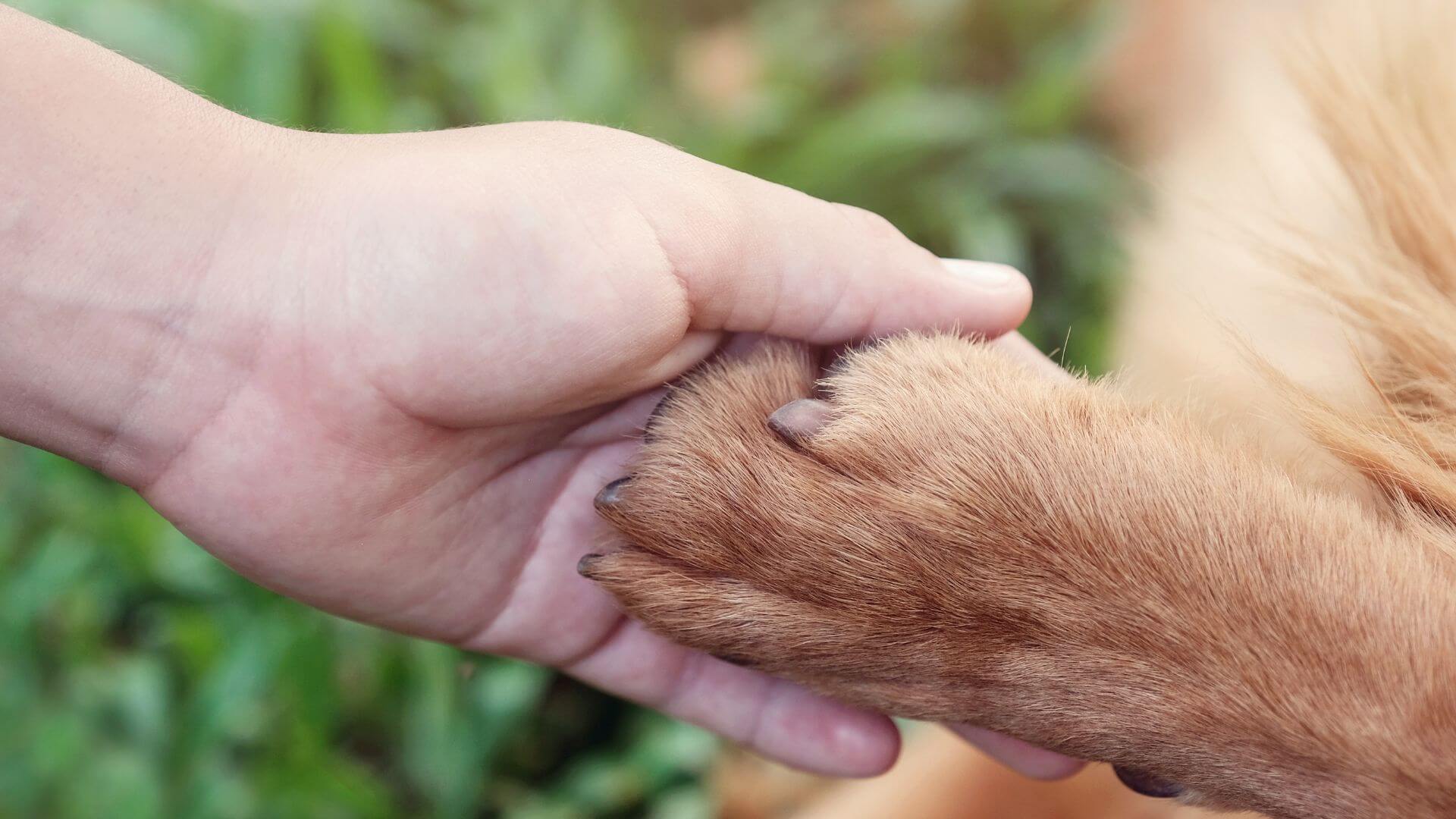 A person gently holding the paw of a dog