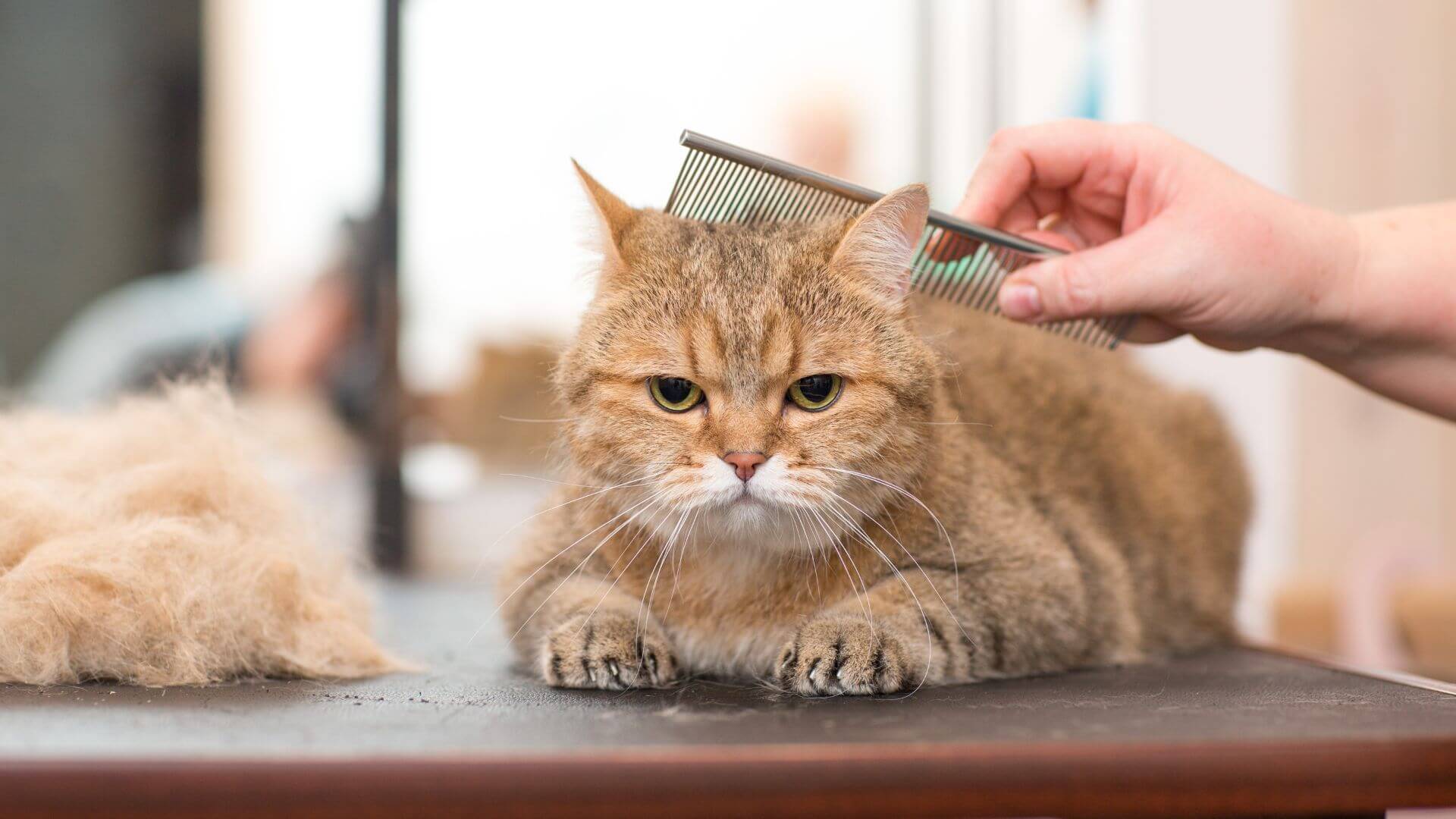 A person grooming a fluffy cat with a brush