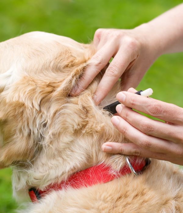 A person is putting tick removal drops on a dog's body