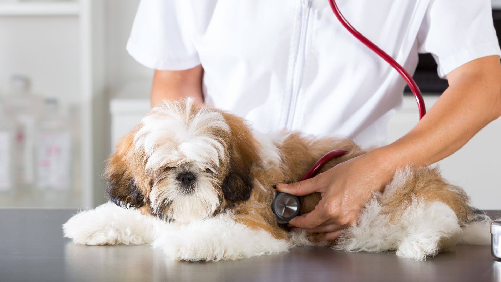 A person using a stethoscope to examine a dog's health condition