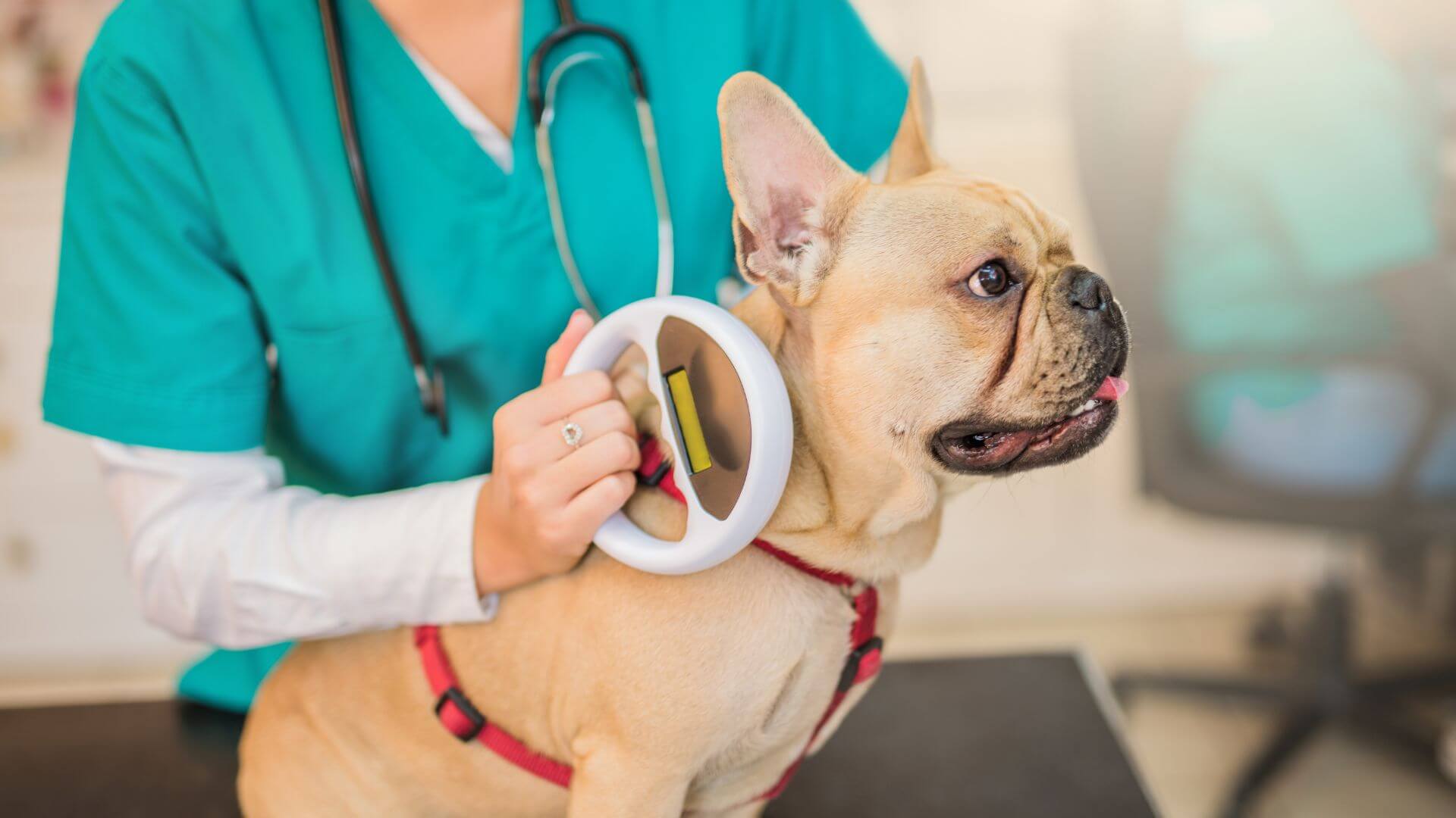 A vet checking pet's microchip