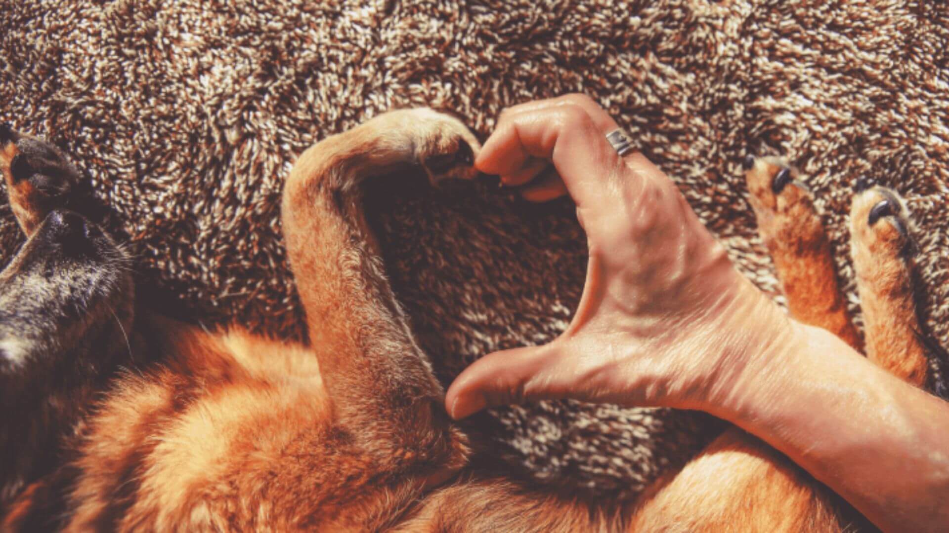 Hand gently touching dog's paw, showing love and connection between human and pet