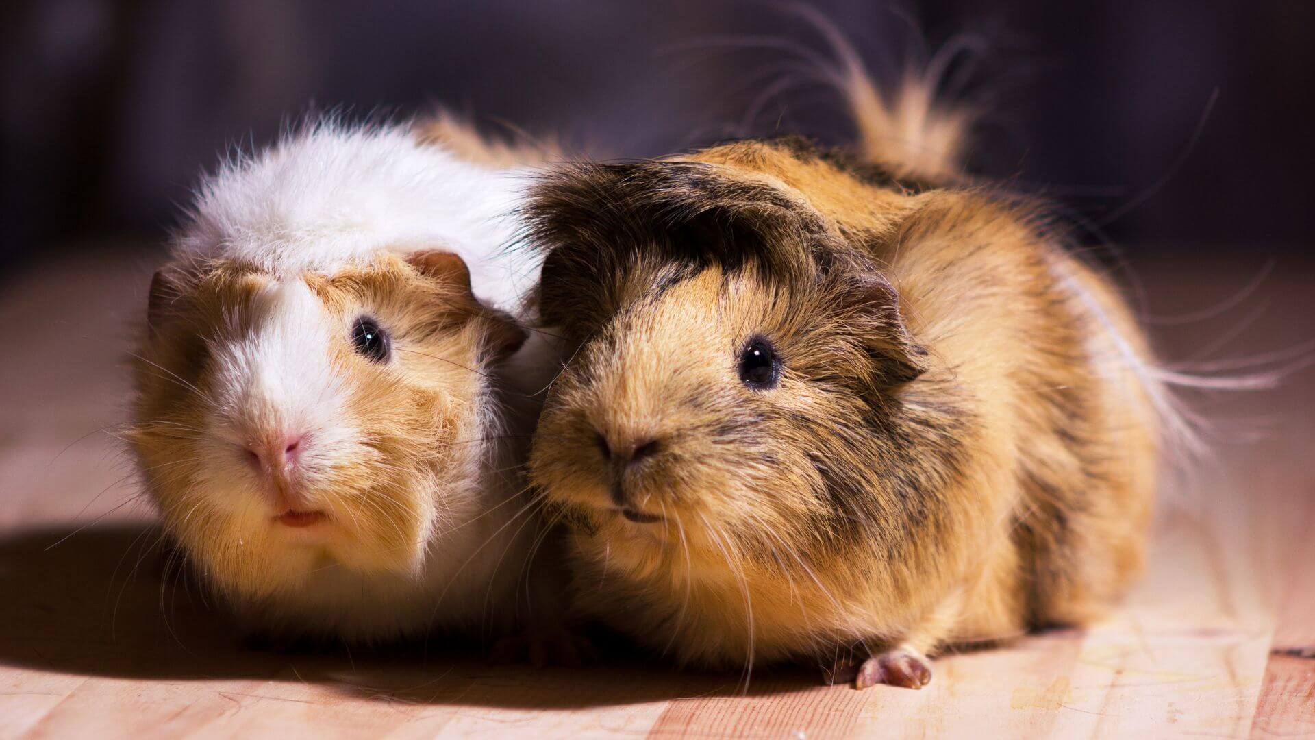 Two guinea pigs are sitting on the wooden floor