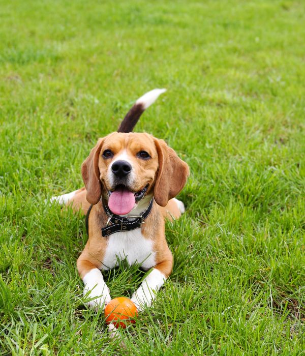 dog sitting on grass with orange ball