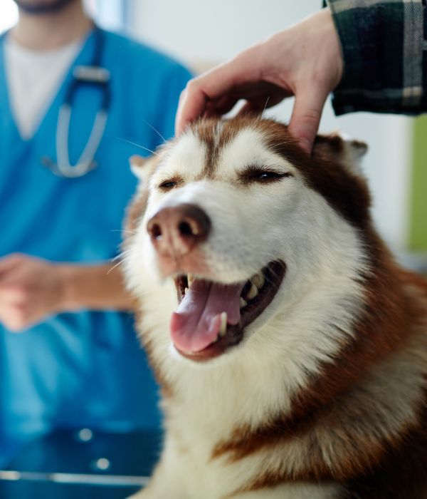 dog sitting on the table in the clinic